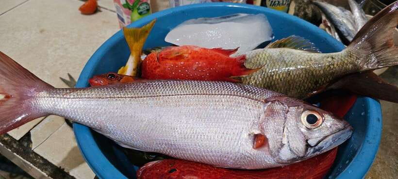 Bali: Private Fishing Trip with Lunch - Value at around $70 per person: what you’re really paying for