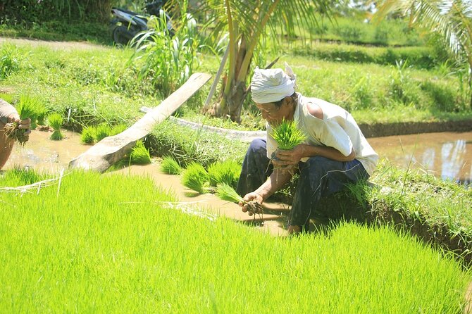 Bali Quad and Buggy Explorer Tour - Should you book? My take on Bali Quad and Buggy Explorer