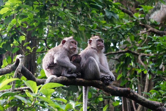 Bali Rafting + Rice Terrace + 1,5Hrs Balinese Massage + Lunch - Who should book this Bali Charm day trip