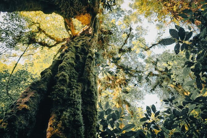 Bali Rainforest Hiking With Canoeing And Waterfall Adventure - Why this Tamblingan–waterfall circuit works so well