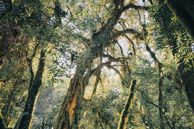 Bali Rainforest Hiking With Canoeing And Waterfall Adventure - Rainforest trekking: what you’re really signing up for