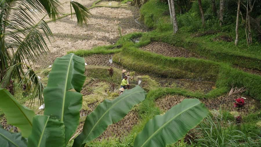 Bali: Sacred Water Temple Ritual and Balinese Healing Spa - The 2-hour temple visit: what you’ll actually do