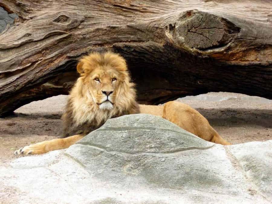 Bali: Safari Zoo and Ubud Palace and Market Day Tour - Key things I’d plan around