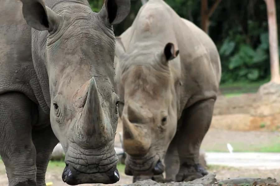Bali: Safari Zoo and Ubud Palace and Market Day Tour - How This Bali Safari + Ubud Day Fits Together