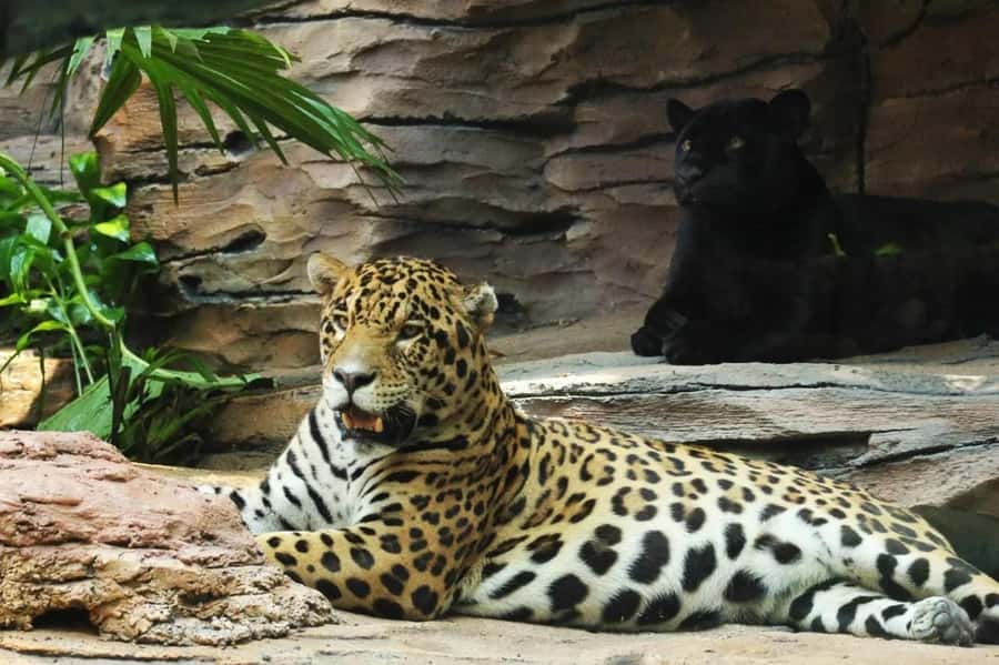 Bali: Safari Zoo and Ubud Palace and Market Day Tour - Price and Value: Is $105 Worth It?