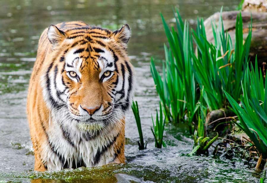 Bali: Safari Zoo and Ubud Palace and Market Day Tour - Your Hotel Pickup and Private AC Ride (Kuta, Denpasar, Ubud and More)