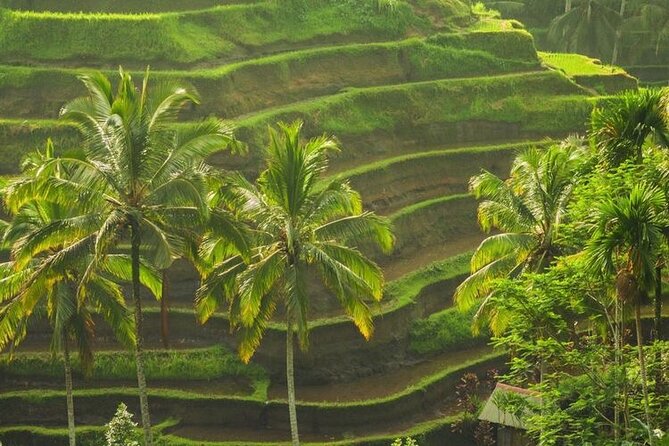Bali Sightseeing - Coffee and Herbal Beverage Time at Satria Agrowisata