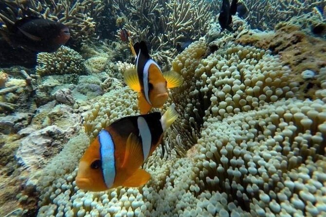 Bali Snorkeling 2 Spot at Blue Lagoon with Lunch & Transport - Lunch + downtime: how it keeps the day enjoyable
