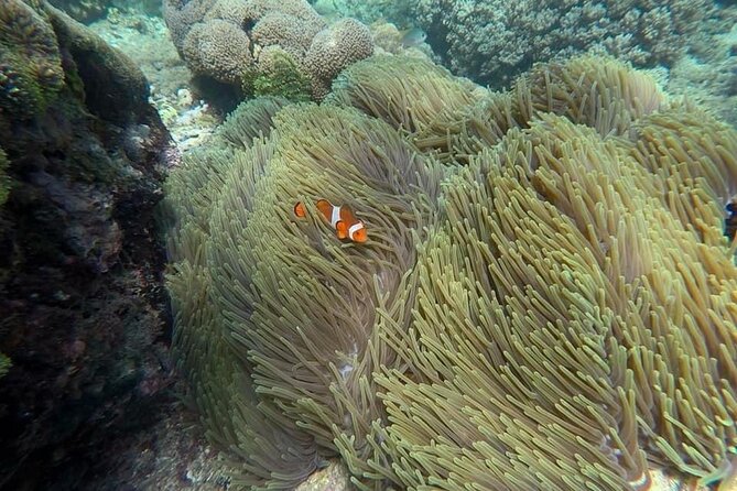 Bali Snorkeling 2 Spot at Blue Lagoon with Lunch & Transport - Why the private setup feels like better value than you might expect