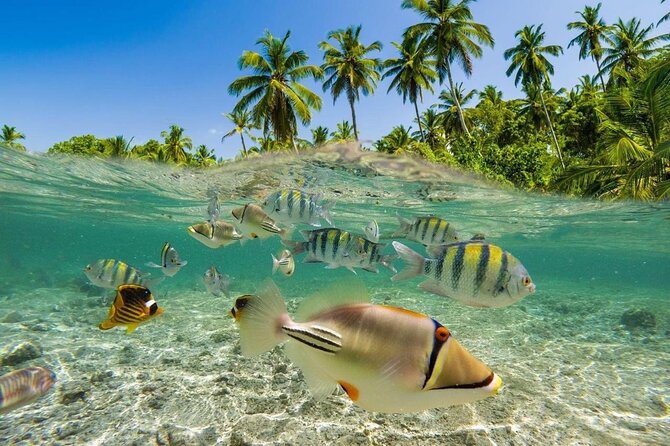 Bali Snorkeling 2 Spot at Blue Lagoon with Lunch & Transport - Weather is the only real wildcard—plan like a pro