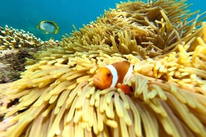Bali : Snorkeling Trip - Blue Lagoon & Tanjung Jepun with Lunch - Blue Lagoon & Tanjung Jepun: the two spots that make the day worth it