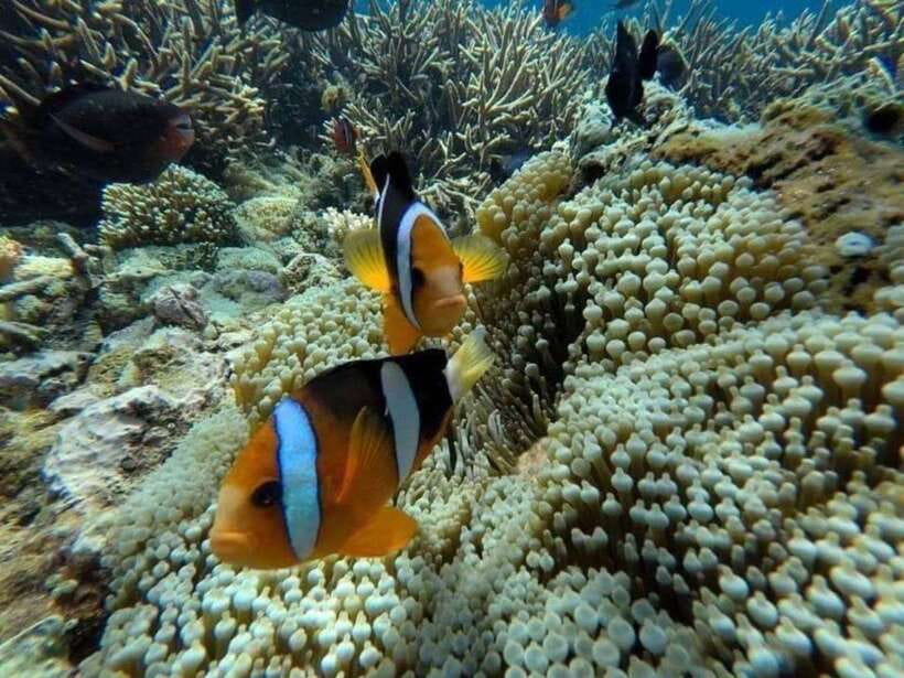 Bali: Snorkling Blue Lagoon Beach include Lunch & Transport - Blue Lagoon Beach, Padangbai: why this spot works