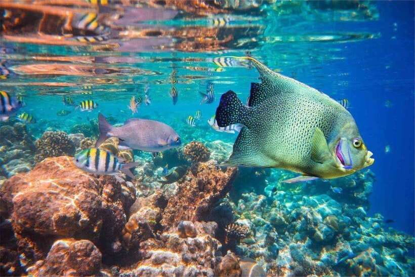 Bali: Snorkling Blue Lagoon Beach include Lunch & Transport - Transport across Bali: convenience without the guesswork