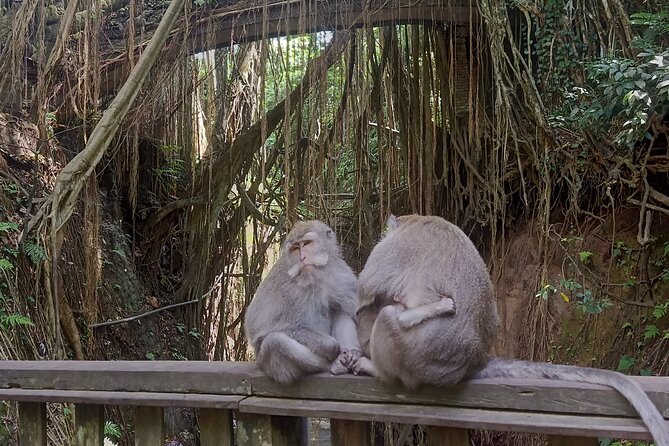 Bali Sunrise Horse Riding and Tour - Sacred Monkey Forest Sanctuary: A Fun Add-on With Real Energy