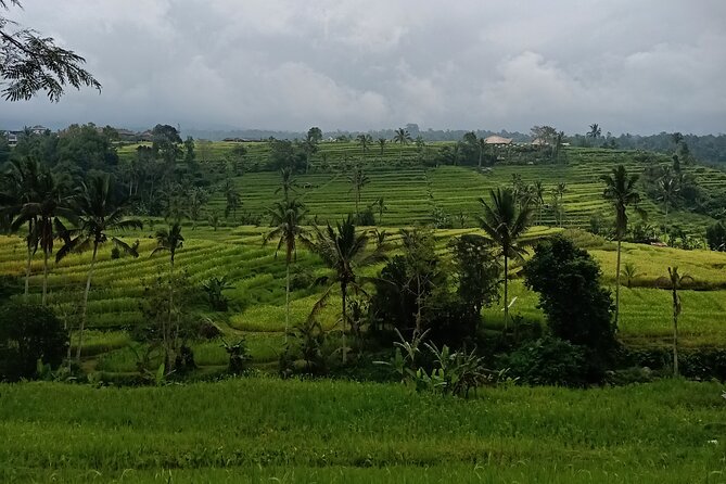 Bali Tanah Lot, Ulun Danu Beratan & Jatiluwih Rice Terrace - Stop 1: Jatiluwih Rice Terraces and the Irrigation Story