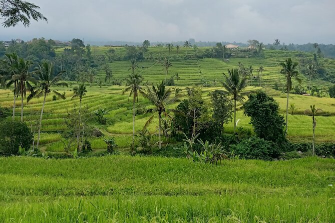 Bali Tanah Lot, Ulun Danu Beratan & Jatiluwih Rice Terrace - Stop 1: Jatiluwih Rice Terraces and the Irrigation Story