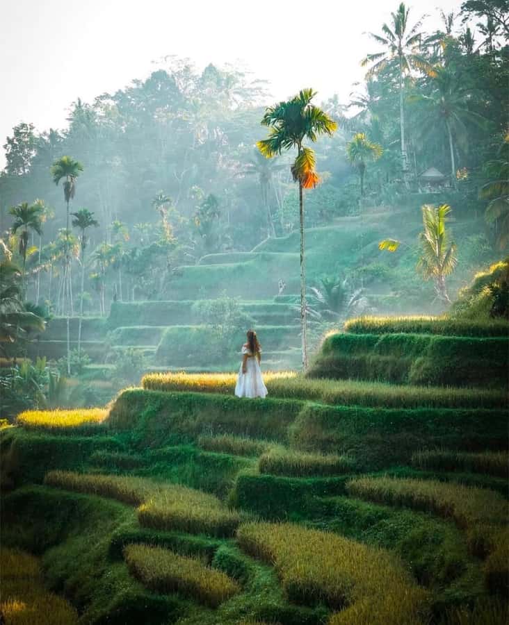 Bali: Temples, waterfall, and Rice Terrace Guided Tour - Tegallalang Rice Terrace: The Classic Bali View, With Context