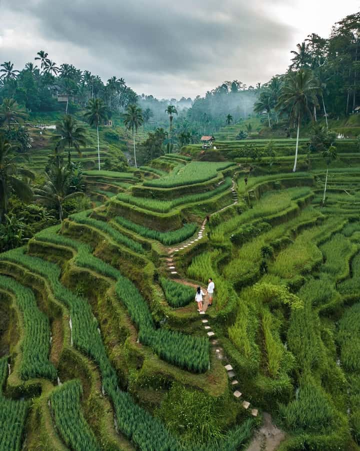 Bali: Temples, waterfall, and Rice Terrace Guided Tour - Bali Swing: The Fun Photo Stop (and the One Thing to Budget For)