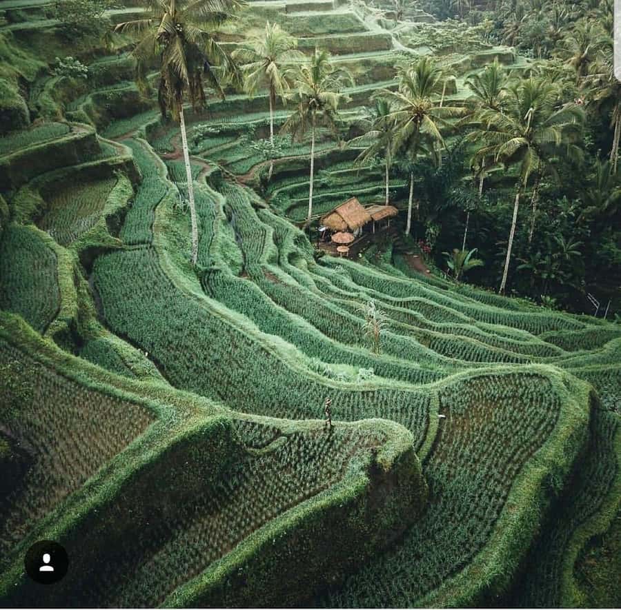 Bali: Tirta empul Temple, Rice terrace and Waterfall - Kanto Lampo Waterfall and local photographers: Built for video