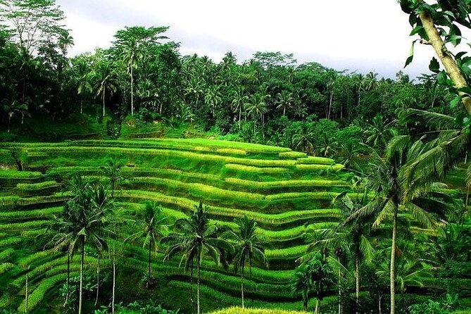 Bali Tirta Empul Tours Experience with Spiritual Cleansing - Price and value: is $57 worth a full 7–8 hour spiritual-and-nature day?