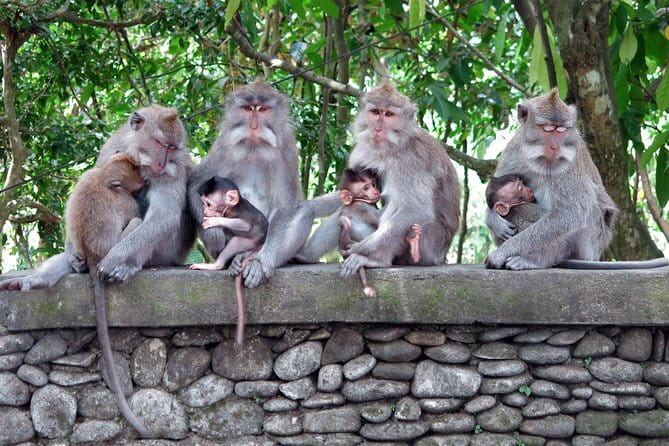 Bali Tour Driver - Your Ubud itinerary, step by step (what each stop gives you, and what to watch for)