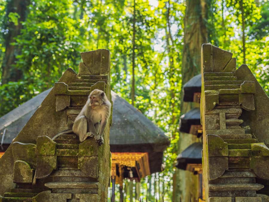 Bali: Ubud Adventure, ATV, Monkey Forest& Waterfall Tour - Ubud in One Day: How the ATV + Monkey Forest Mix Works
