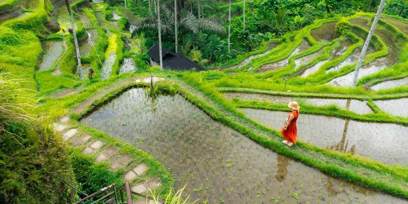 Bali: Ubud and Kintamani Viewpoint Opt. Swing & Buffet Lunch - Ubud Meets Kintamani: A 9.5-Hour Bali Highlights Loop