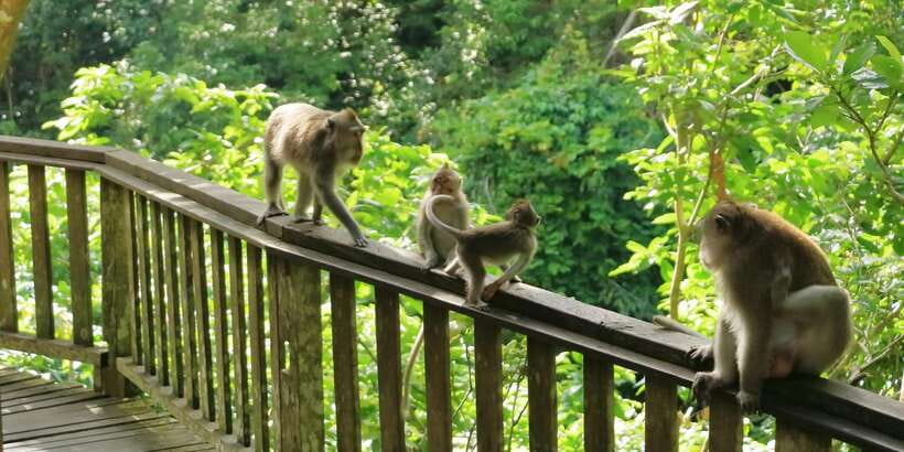 Bali: Ubud and Kintamani Viewpoint Opt. Swing & Buffet Lunch - Hotel Pickup and the Private, Air-Conditioned Ride