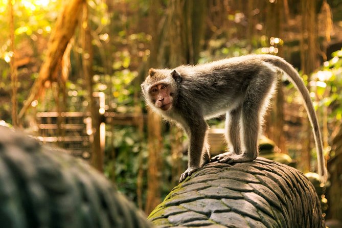 Bali Ubud and Volcano Day Tours - Tegalalang Rice Terraces: Bali’s Famous Fields, With Time to Wander