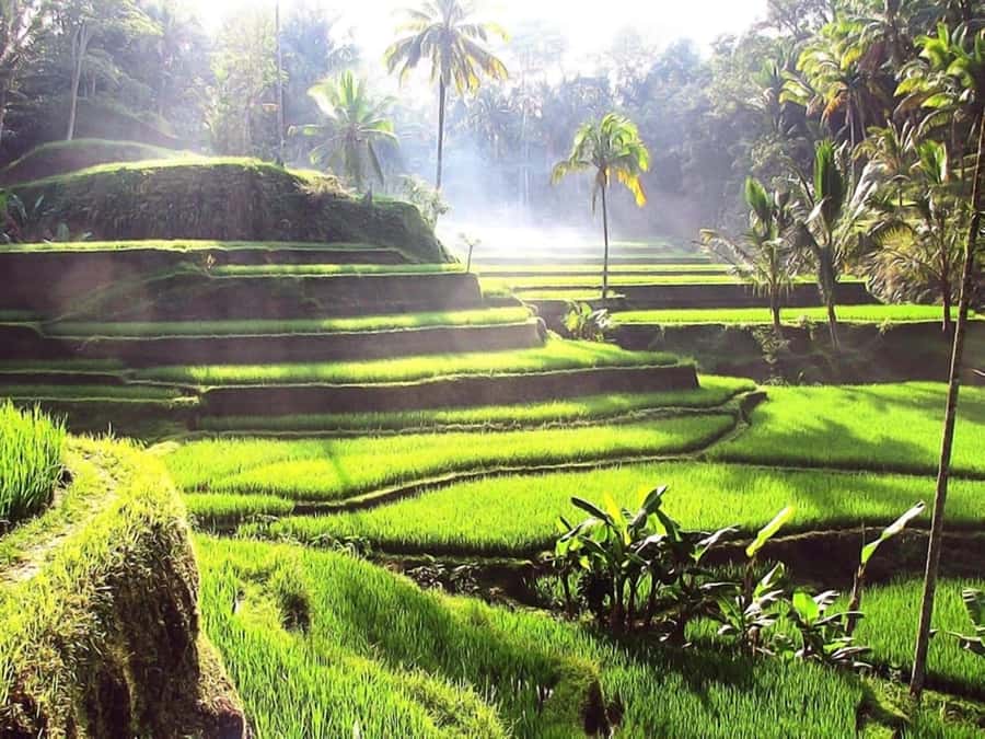 Bali: Ubud Day Tour with Swing and Zipline - Bali Swing Heaven: the view is the point (and photos are the bonus)