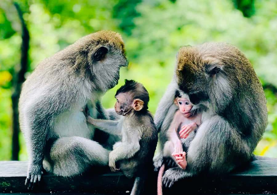 Bali/Ubud: Kanto Lampo Waterfall, Monkey Forest & Swing Tour - The Coffee Plantation Option: Extra Time, Real Taste Choices