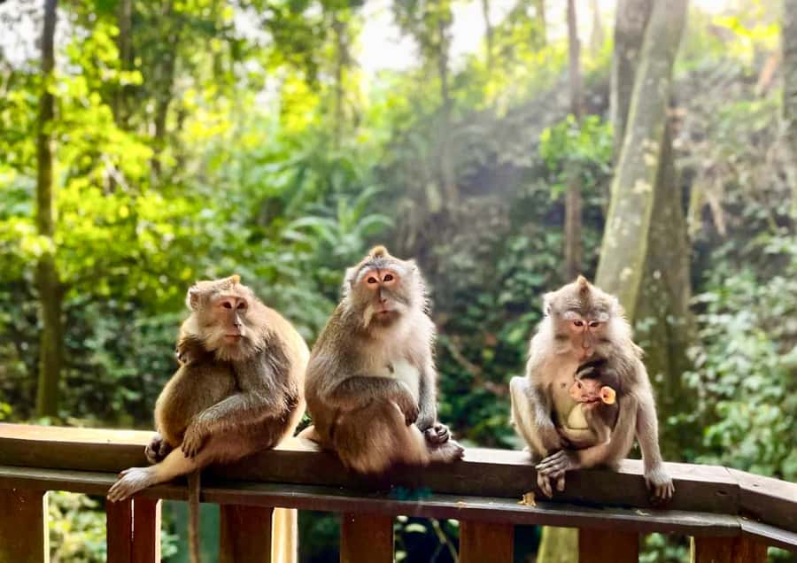 Bali/Ubud: Kanto Lampo Waterfall, Monkey Forest & Swing Tour - Photo Tips for Waterfall, Swing, and Monkey Forest