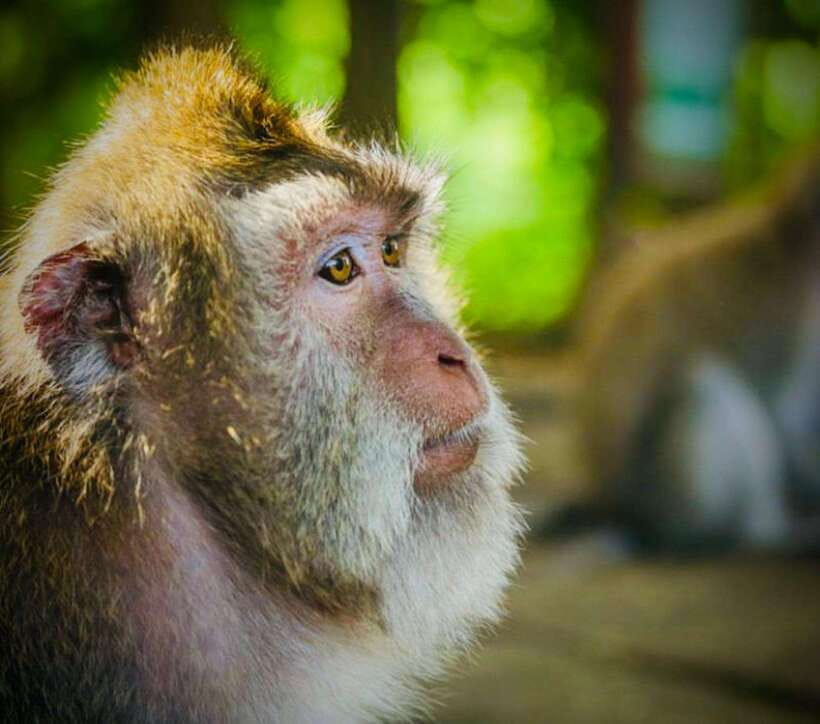Bali: Ubud Monkey Forest, Coffee Plantation, and Market Tour - Coffee and herbal testing at Satria Agrowisata (including organic samples)