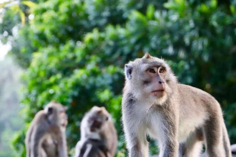 Bali: Ubud Monkey Forest, Waterfall, and Rice Terrace Tour - Tirta Empul (Holy Water Temple): purification you can see, not just read about