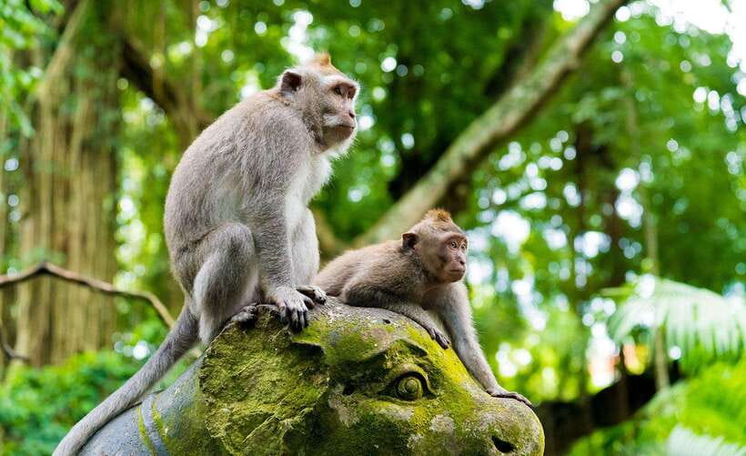 Bali: Ubud Monkey Forest, Waterfall, and Rice Terrace Tour - Price and value: is $25 per person a good deal?