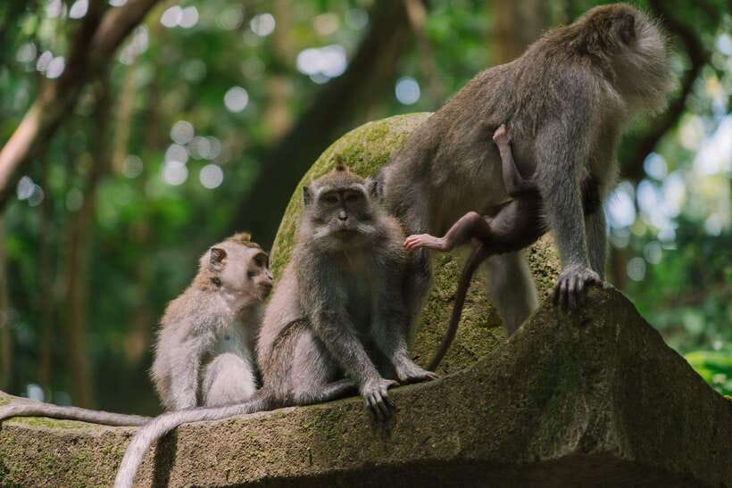 Bali: Ubud Monkey Forest, Waterfall, and Rice Terrace Tour - Sacred Monkey Forest Sanctuary: close-up fun with rules you’ll want to follow