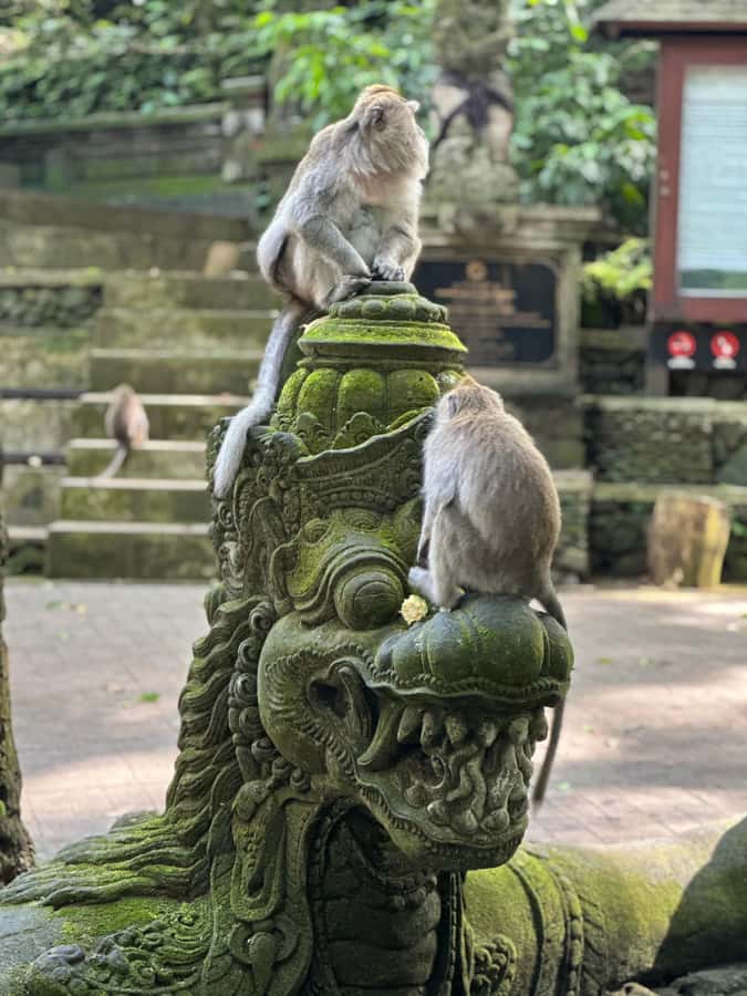 Bali ubud : monkey forest, waterfall , temple - Key things to know before you go