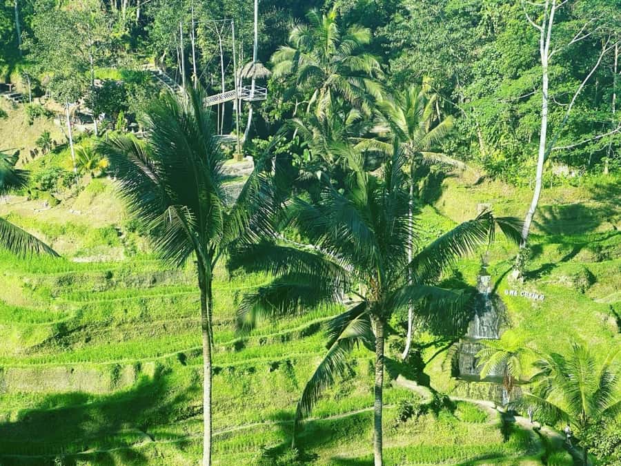 Bali ubud : monkey forest, waterfall , temple - Tegenungan Waterfall: Photo Time and the Chance for a Dip