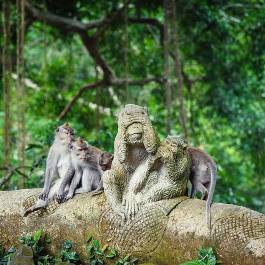 Bali ubud : monkey forest, waterfall , temple - Pickup to Drop-Off: The Rhythm of a 10-Hour Loop