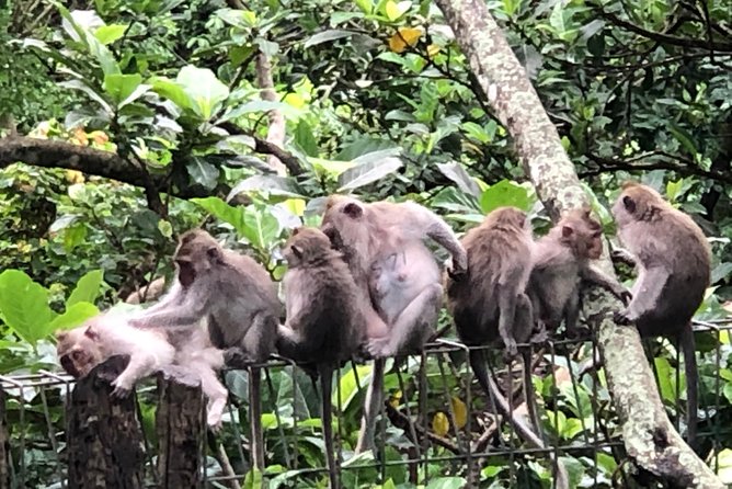 Bali Ubud Tour - Comfort and logistics that actually matter