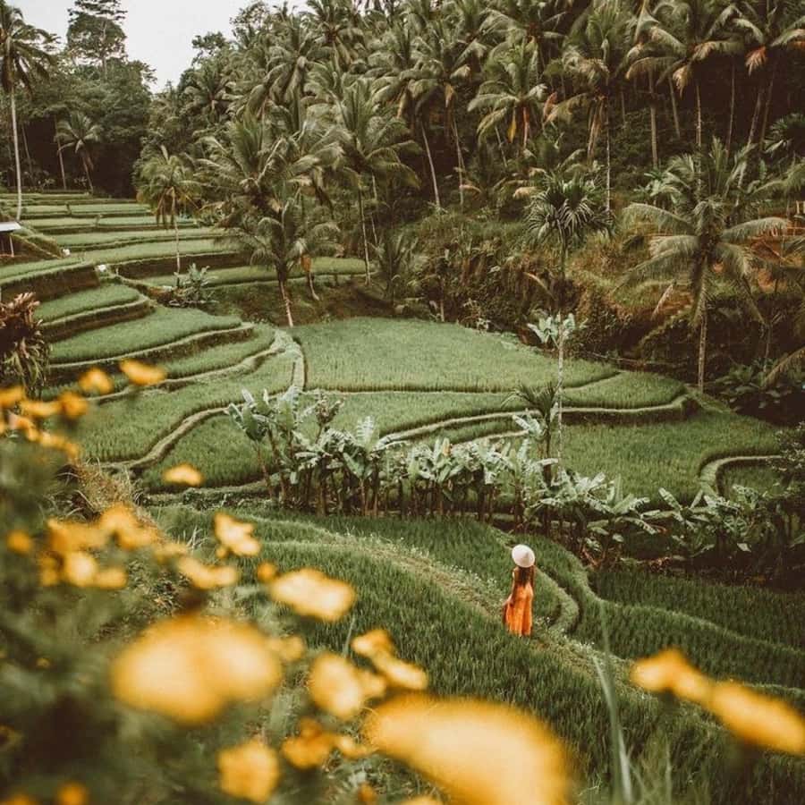 Bali Ubud Tour Best of Ubud Higlight with private Transfers - Price and value: how $26 adds up for a private day
