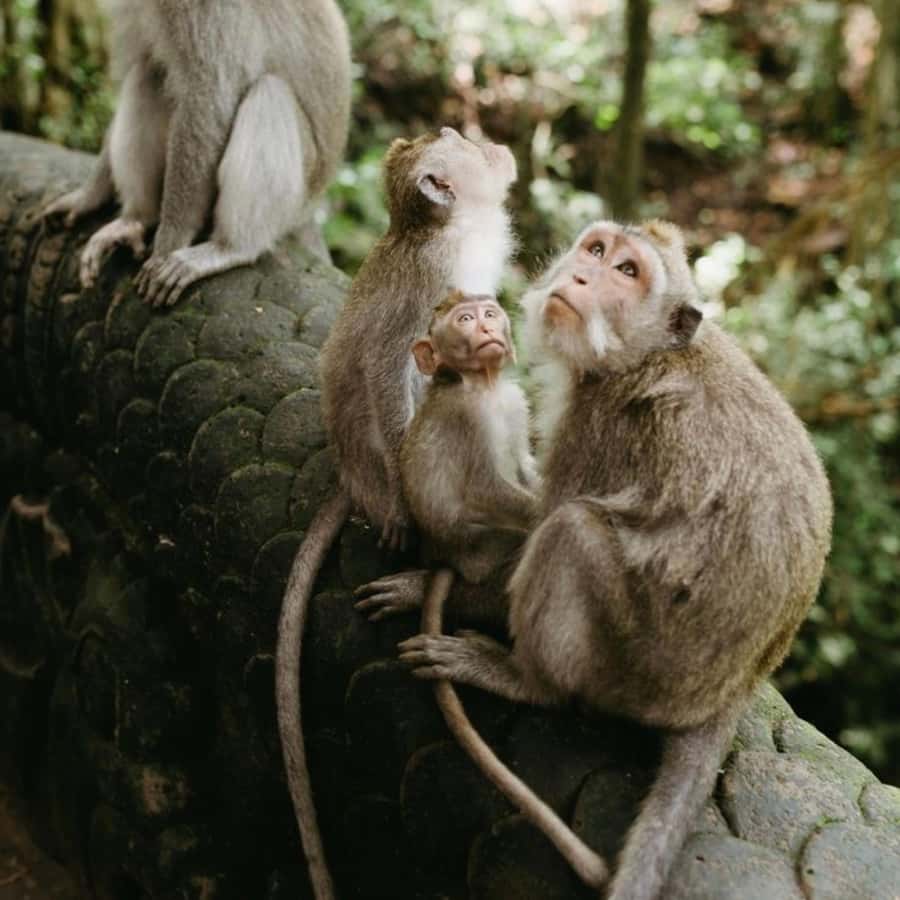 Bali Ubud Tour Best of Ubud Higlight with private Transfers - Why Ubud fits so well into a single, guided day