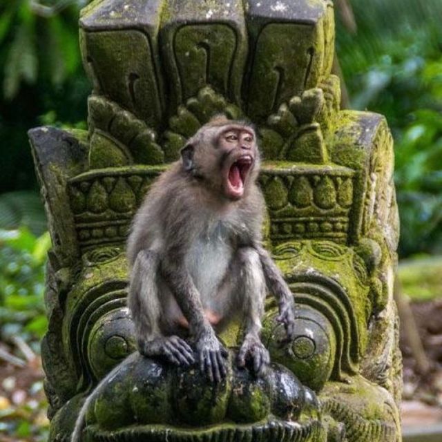 Bali Ubud Tour Best of Ubud Higlight with private Transfers - Tegenungan Waterfall: 15 meters of jungle sound and real scenery