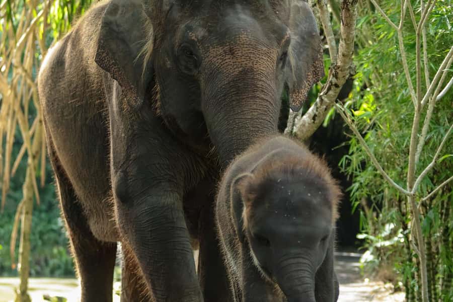 Bali Zoo: Behind Closed Doors Afternoon Safari Guided Tour - Entering Quiet Mode: What Your Guided Safari Looks Like