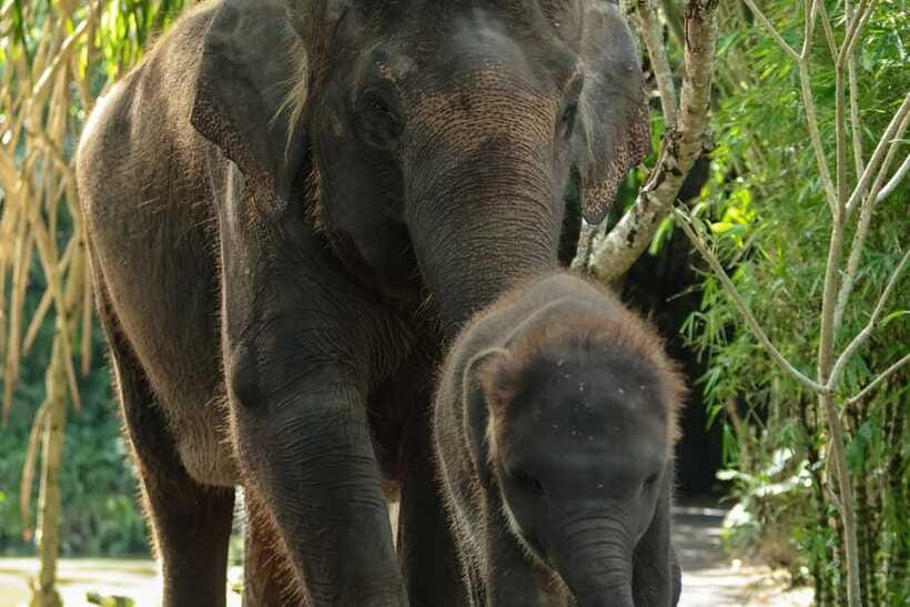 Bali Zoo: Behind Closed Doors Afternoon Safari Guided Tour - Snacks, Beer, and the Comfort Details People Forget
