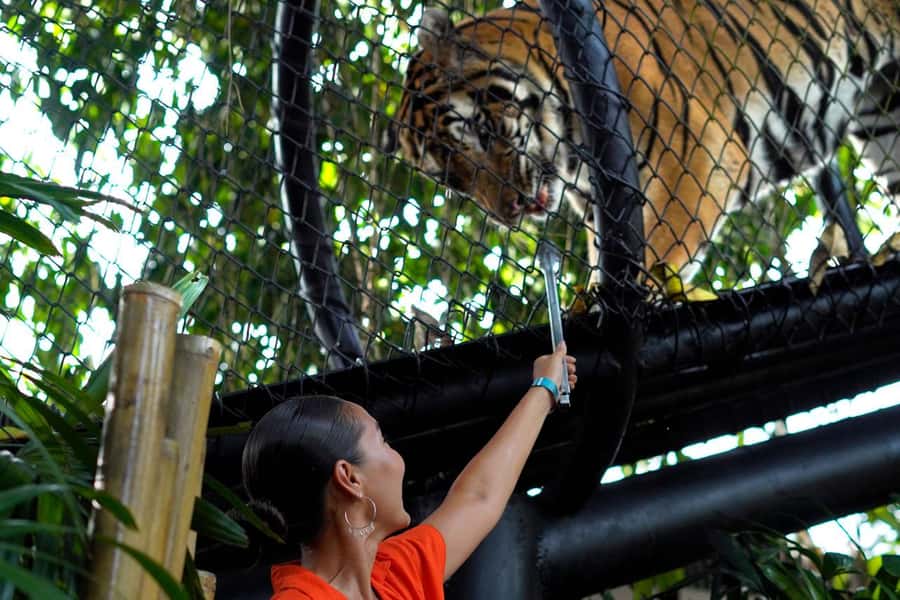 Bali Zoo: Behind Closed Doors Afternoon Safari Guided Tour - Logistics You’ll Actually Feel: Meeting Point, Walking, and Animal Rules