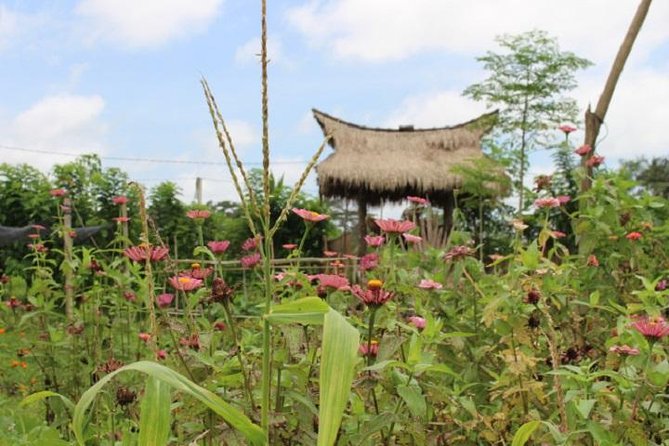Balinese Cooking Class at Organic Farm - Stop at the farm: welcome drink, organic farming, and the Subak walk