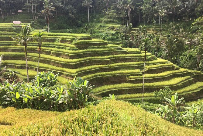 Balinese Life Style Tour - The Real Value: A Guide Who Explains What You’re Seeing