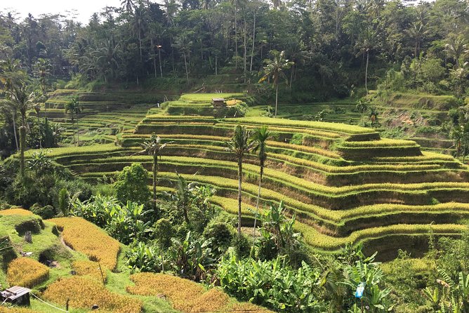 Balinese Life Style Tour - Price and Value Check: Is $74 Reasonable for a Private Day?