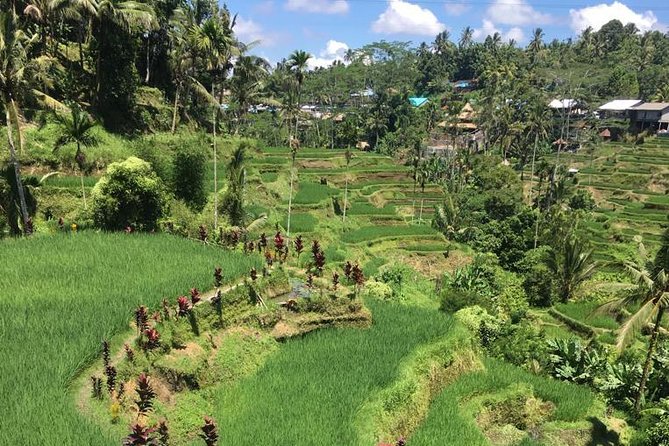 Balinese Life Style Tour - Tegalalang Rice Terrace and Tirta Empul: Farming Meets Faith